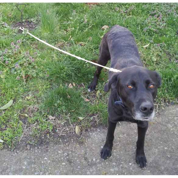 Piquet chien en chrome longueur 40 cm  RG-221184