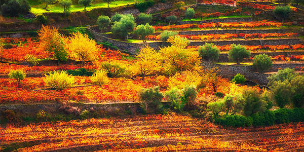 Paysage d'automne en fourgon aménagé